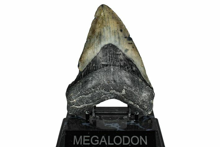 Fossil Megalodon Tooth - North Carolina #340882